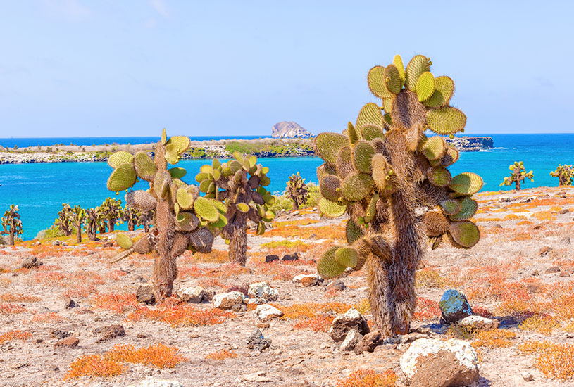 Santa Cruz Island, Galapagos