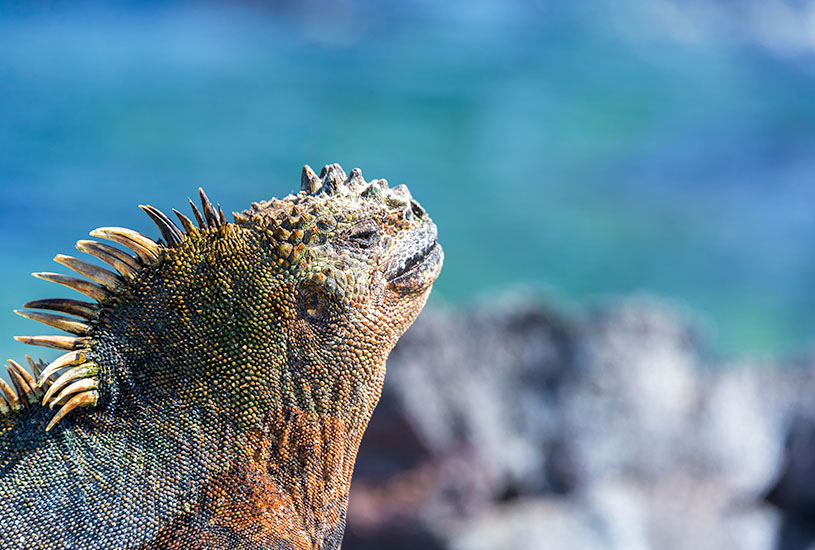 Galapagos Islands wildlife